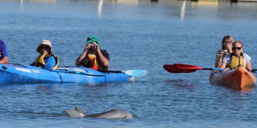 Kayaks and dolphins