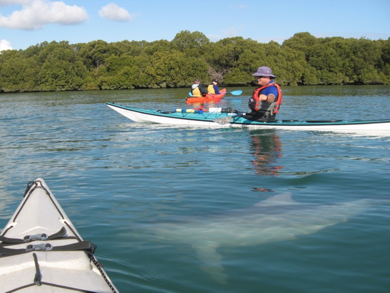 Kayaker and Dolphin