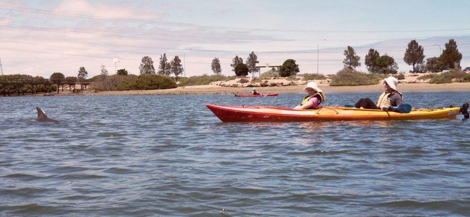 Kayaking with dolphins in Adelaide Dolphin Sanctuary