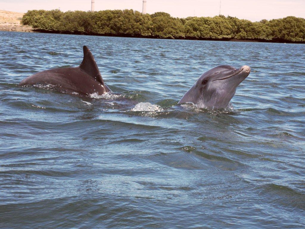 Dolphins and kayaks