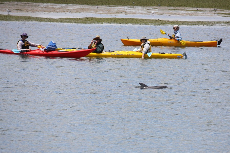 Kayaking with dolphins