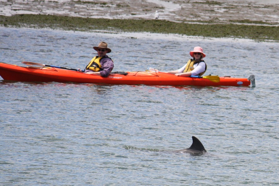 Kayaking with dolphins