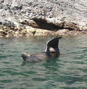 Kayaking with seals. Rapid Bay