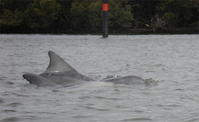 Kayaking with dolphins