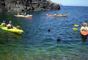 Kayaking with seals at Rapid Bay Kayaking with seals at Rapid Bay